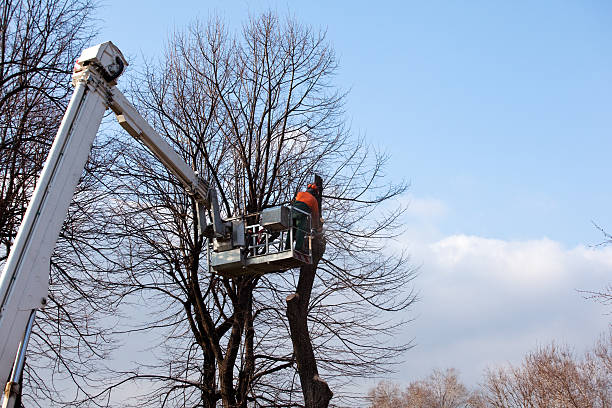 How Our Tree Care Process Works  in  Maeser, UT